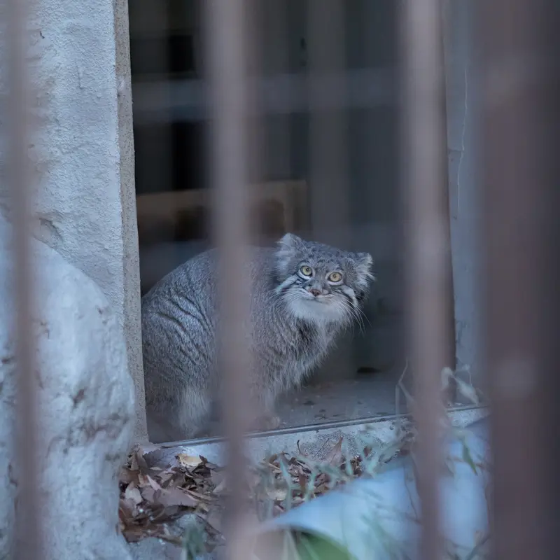 A photograph of Figa in Nogeyama Zoo