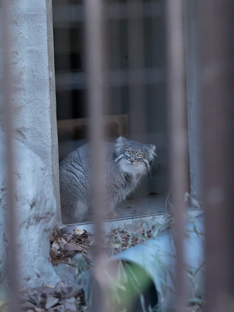 A photograph of Figa in Nogeyama Zoo