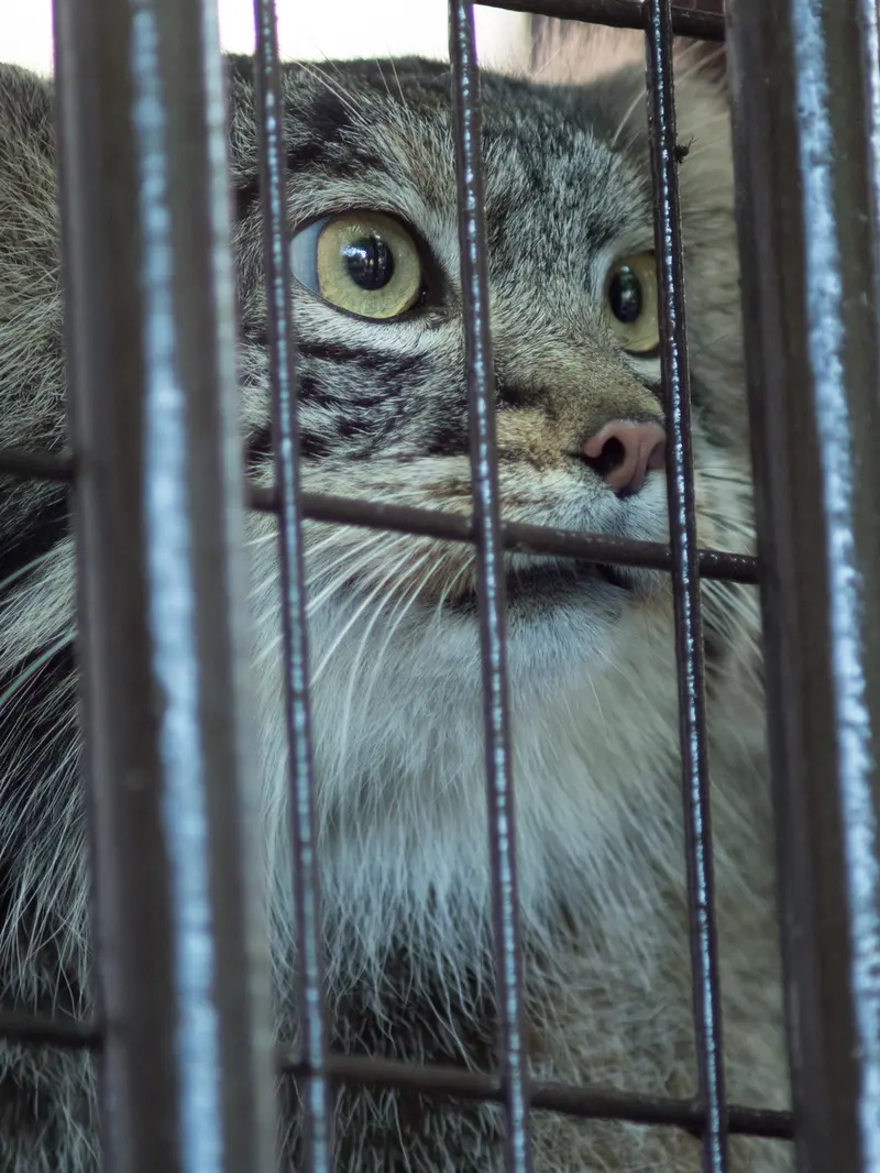 A photograph of Figa in Nogeyama Zoo