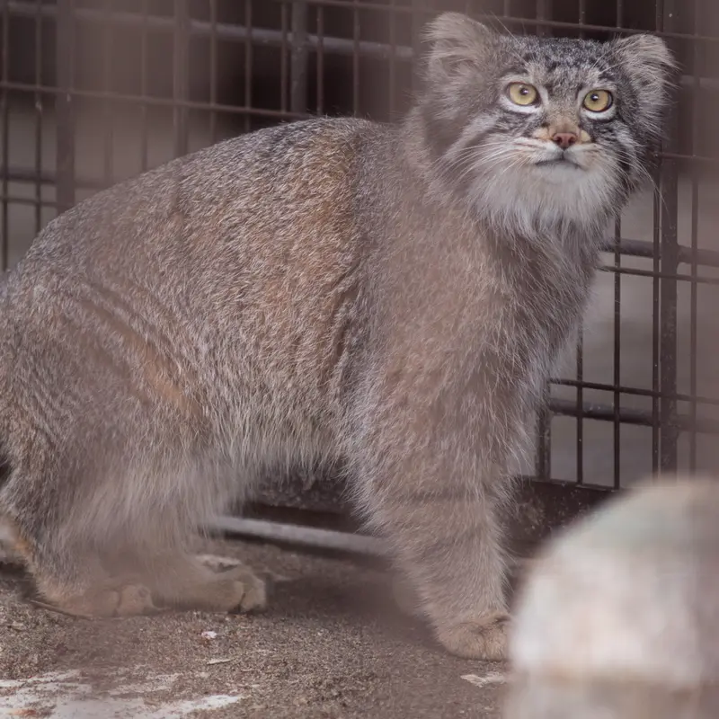 A photograph of Figa in Nogeyama Zoo