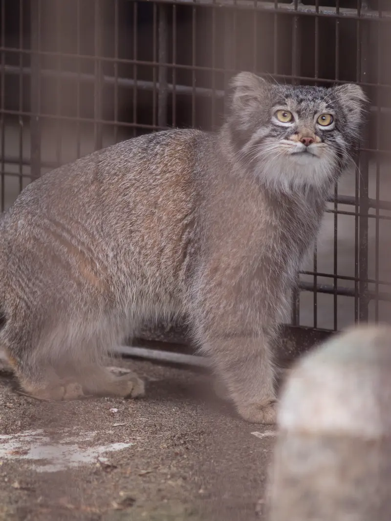 A photograph of Figa in Nogeyama Zoo