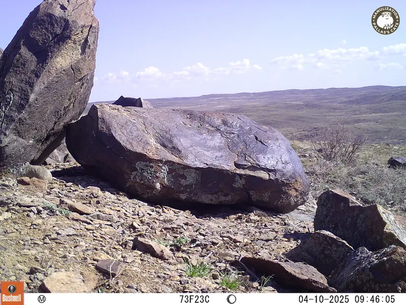 A photograph of Kazakh pika from Koshkar camera trap