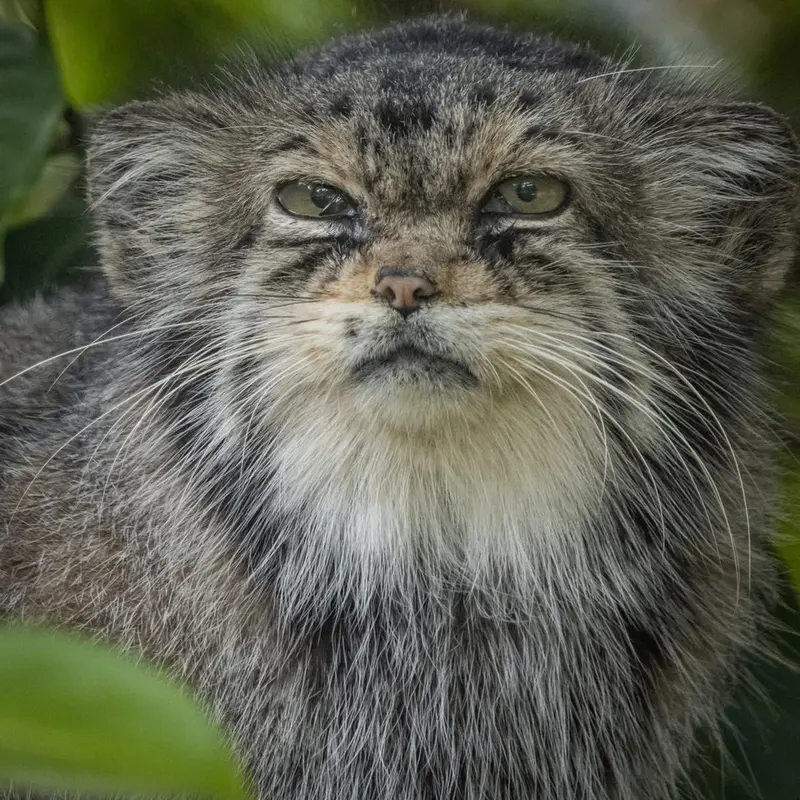 A photograph of Jochi in Howletts Wild Animal Park