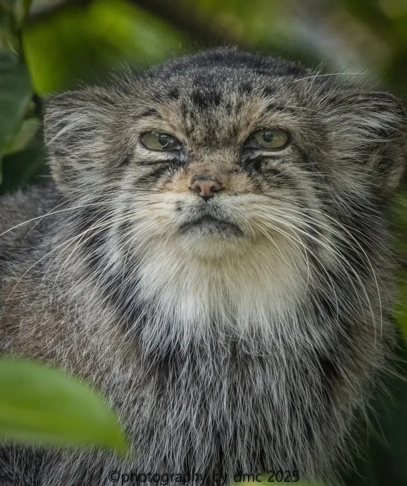 A photograph of Jochi in Howletts Wild Animal Park