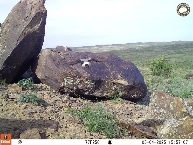 A photograph of a Pallas&#039;s cat from Koshkar camera trap