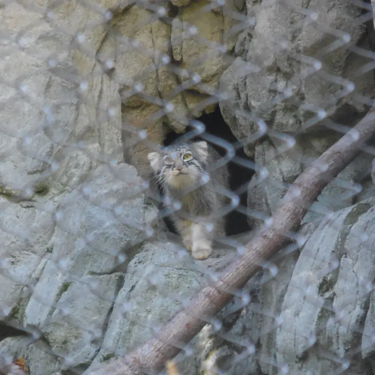 A photograph of Goose in Woodland Park Zoo