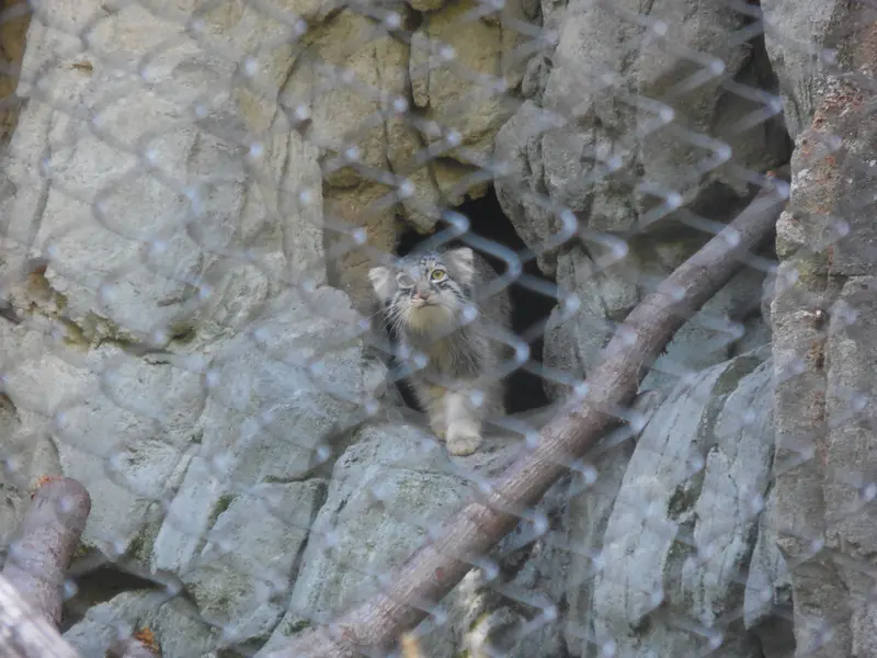 A photograph of Goose in Woodland Park Zoo