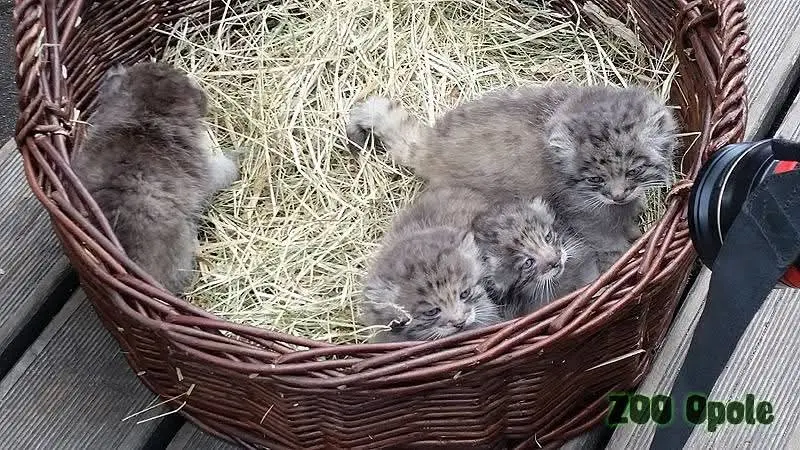 A photograph of a Pallas's cat in Opole Zoo