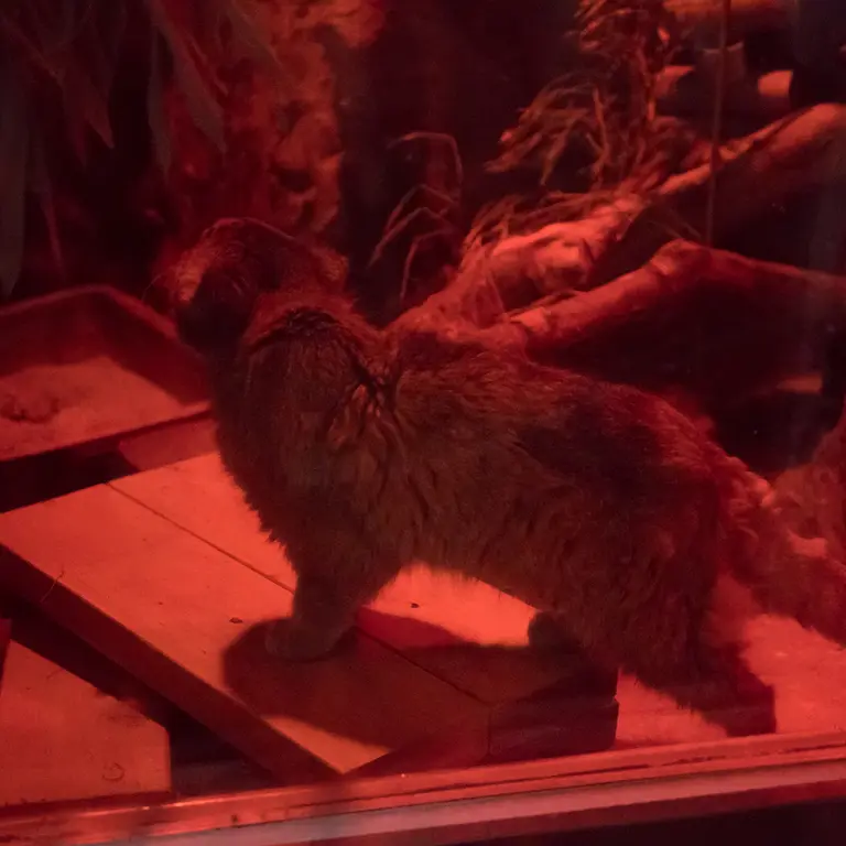 A photograph of Naim in Ueno Zoological Gardens