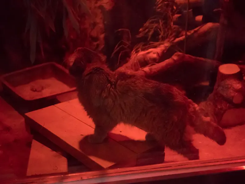 A photograph of Naim in Ueno Zoological Gardens