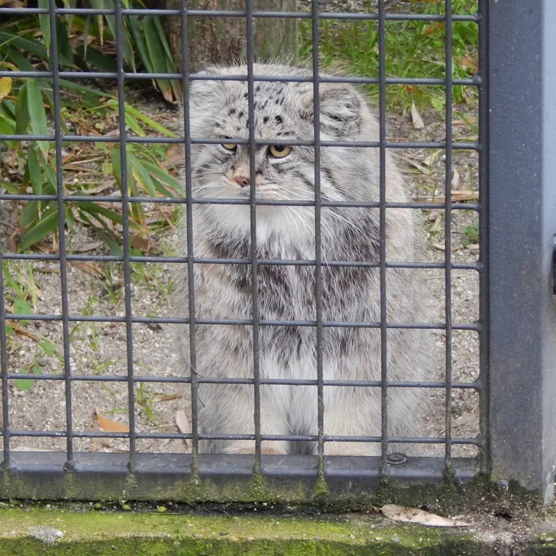 A photograph of Aldan in Zie-Zoo