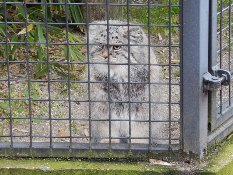 A photograph of Aldan in Zie-Zoo