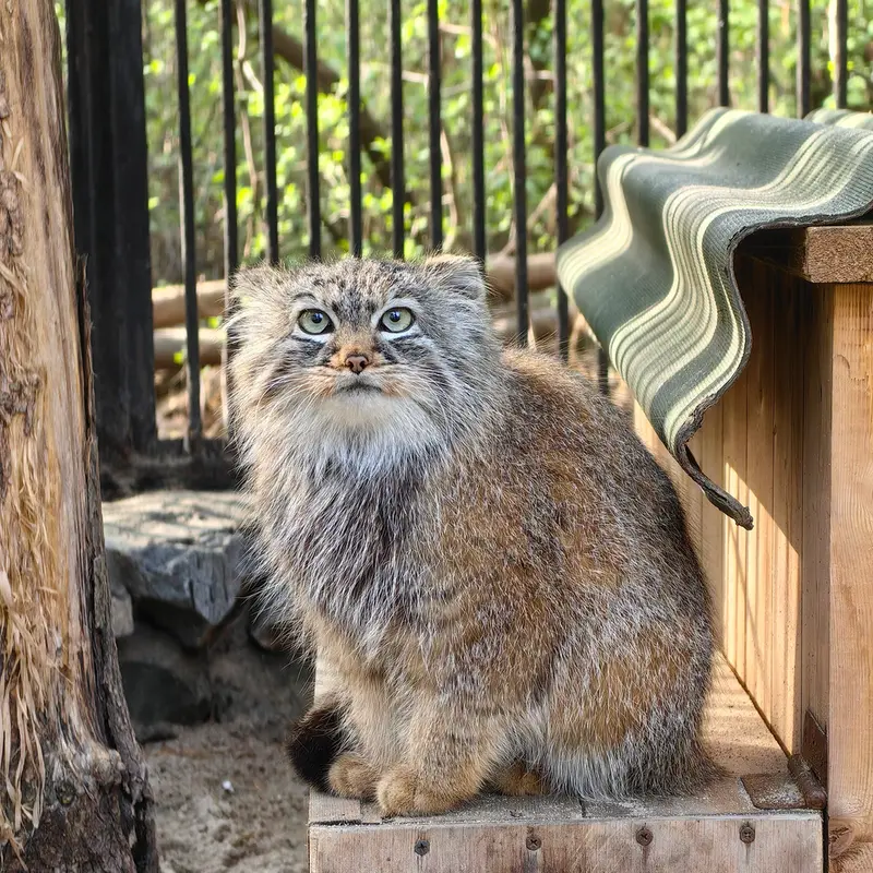 A photograph of Gabi in Novosibirsk Zoo