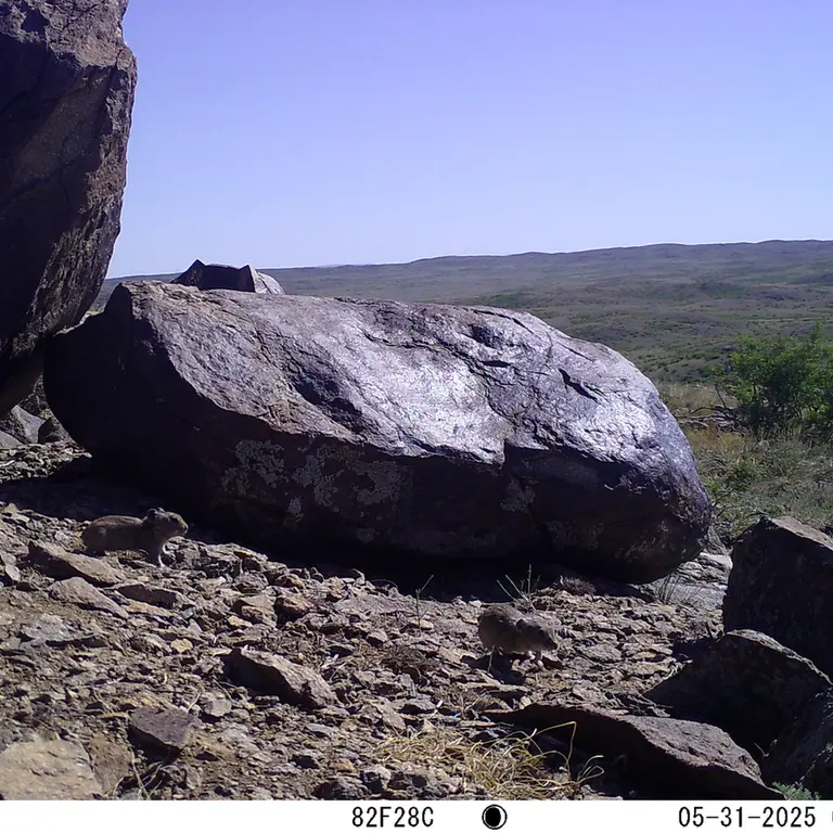 A photograph of Kazakh pika from Koshkar [new] camera trap