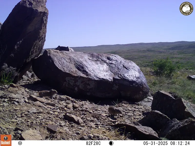 A photograph of Kazakh pika from Koshkar [new] camera trap