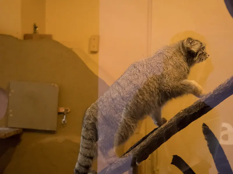 A photograph of Oto in Saitama Children's Zoo