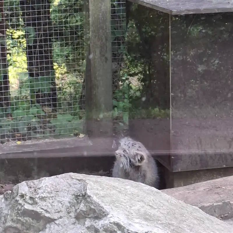 A photograph of Kitten of Alani b.2026 Ⅰ in Košice Zoo