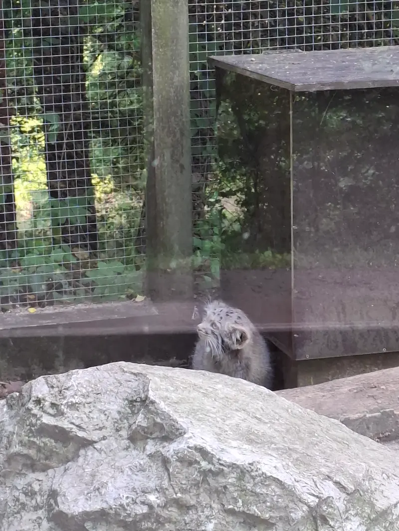 A photograph of Kitten of Alani b.2026 Ⅰ in Košice Zoo