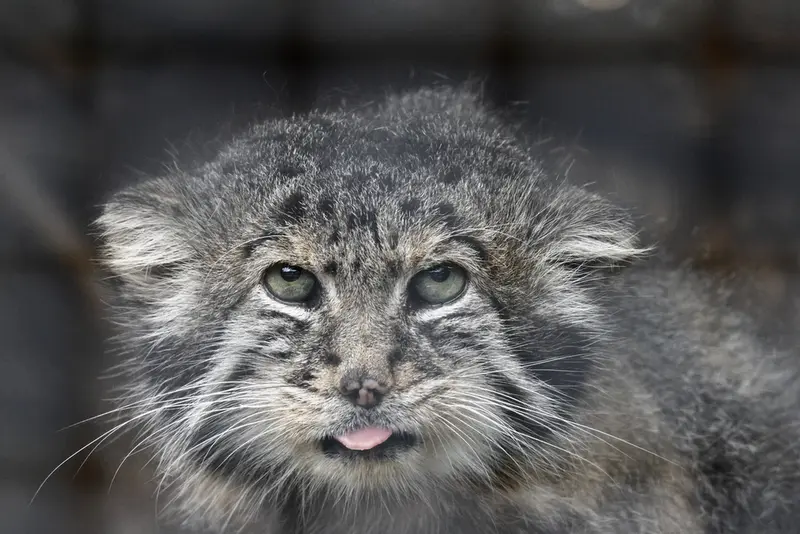 A photograph of Sven in Leningrad zoo