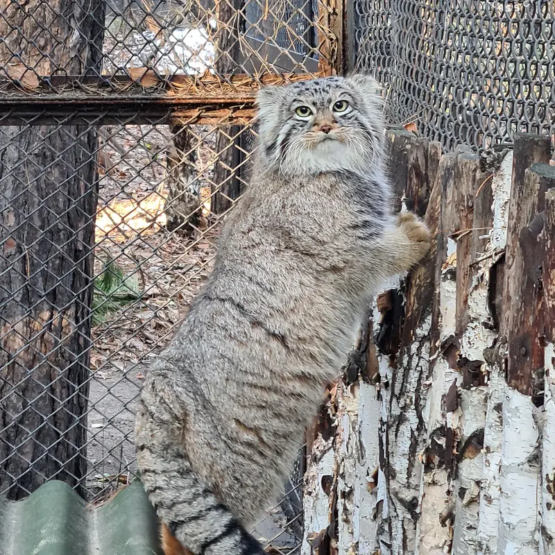 A photograph of Son of Lolo 2024 Ⅰ in Novosibirsk Zoo