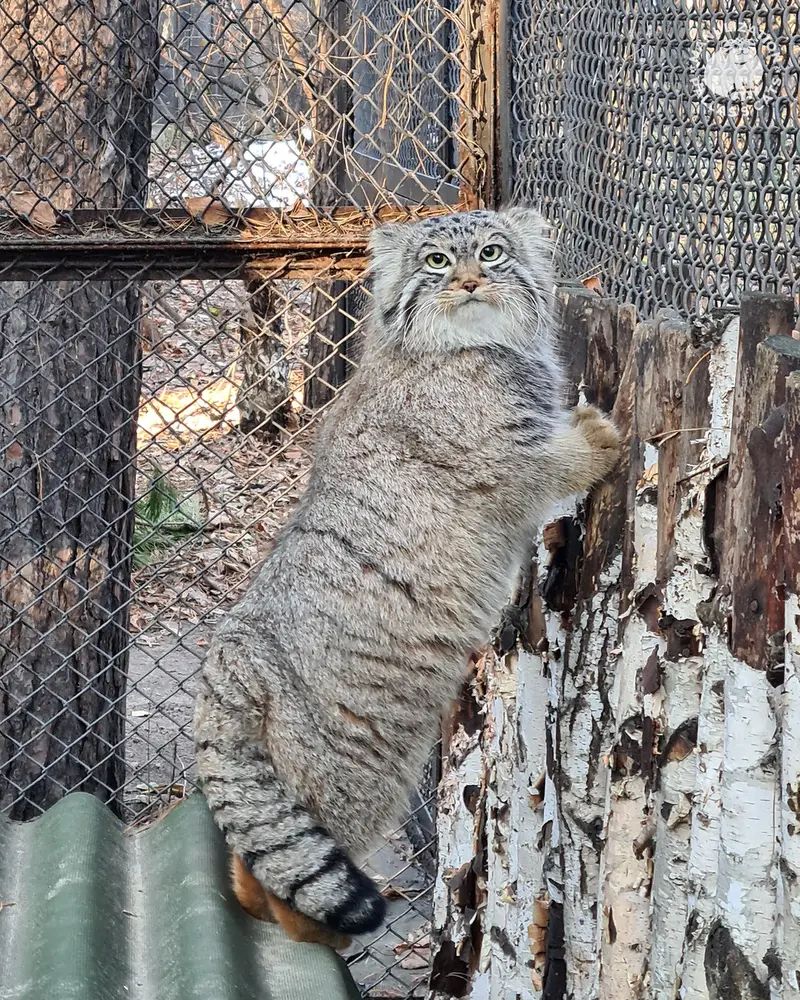 A photograph of Son of Lolo 2024 Ⅰ in Novosibirsk Zoo