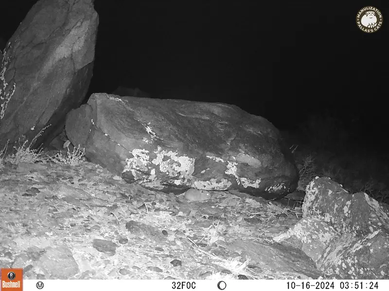 A photograph of Kazakh pika from Koshkar camera trap