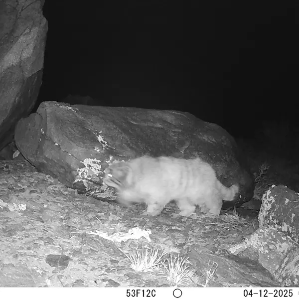 A photograph of Otocolobus manul manul from Koshkar camera trap