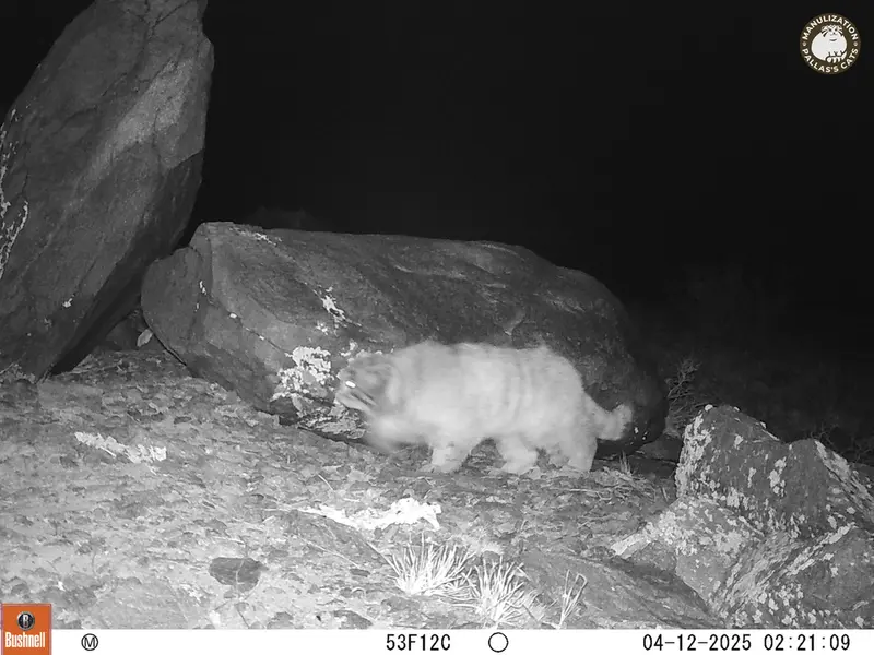 A photograph of Otocolobus manul manul from Koshkar camera trap