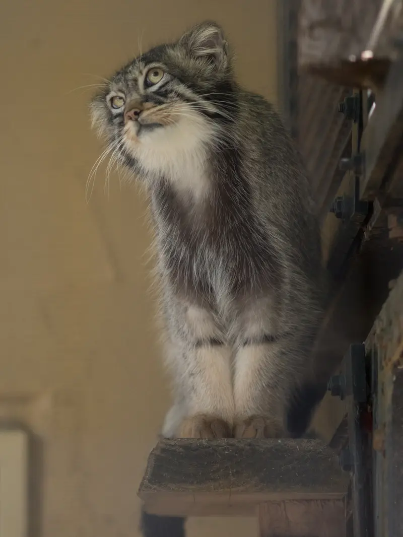 A photograph of Hide in Asahiyama Zoo