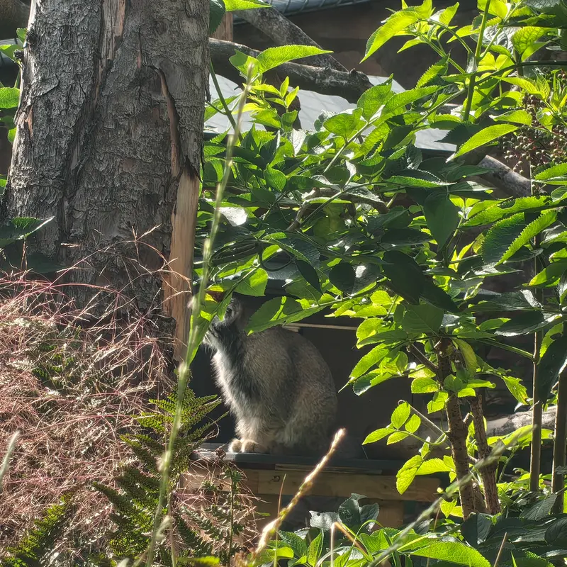 A photograph of Duchess in Edinburgh Zoo