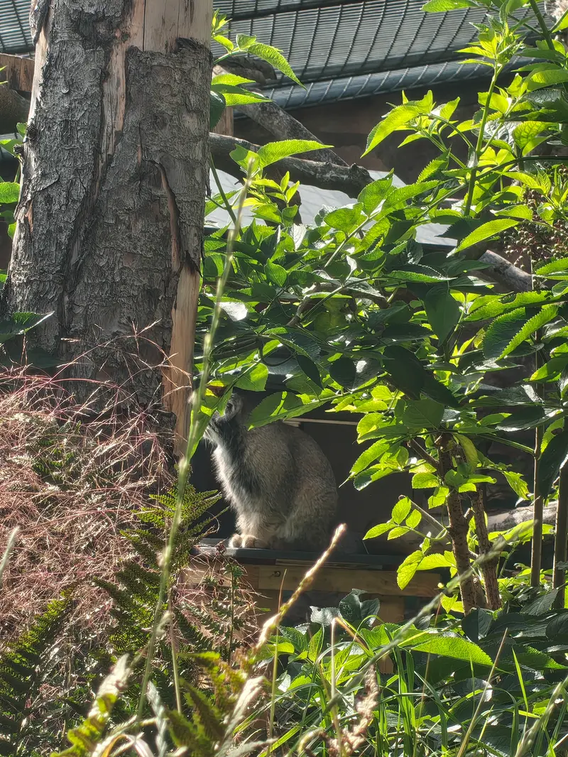 A photograph of Duchess in Edinburgh Zoo