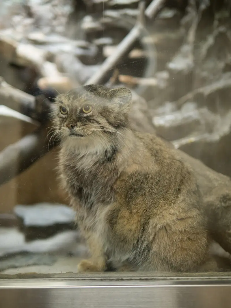 A photograph of Primula in Ueno Zoological Gardens