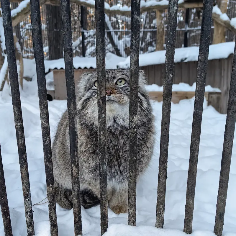 A photograph of Son of Eve 2023 Ⅳ in Novosibirsk Zoo