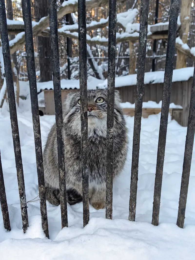 A photograph of Son of Eve 2023 Ⅳ in Novosibirsk Zoo