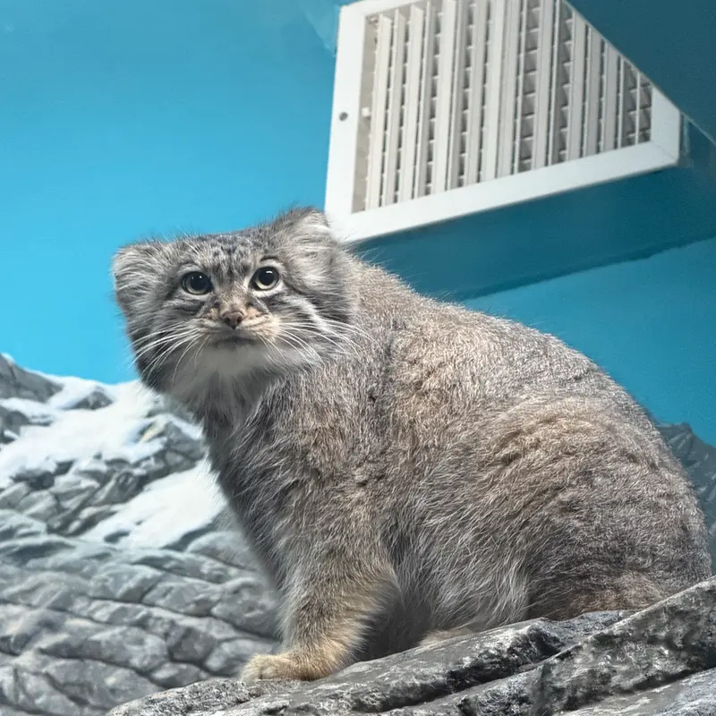 A photograph of Isabel in Cincinnati Zoo