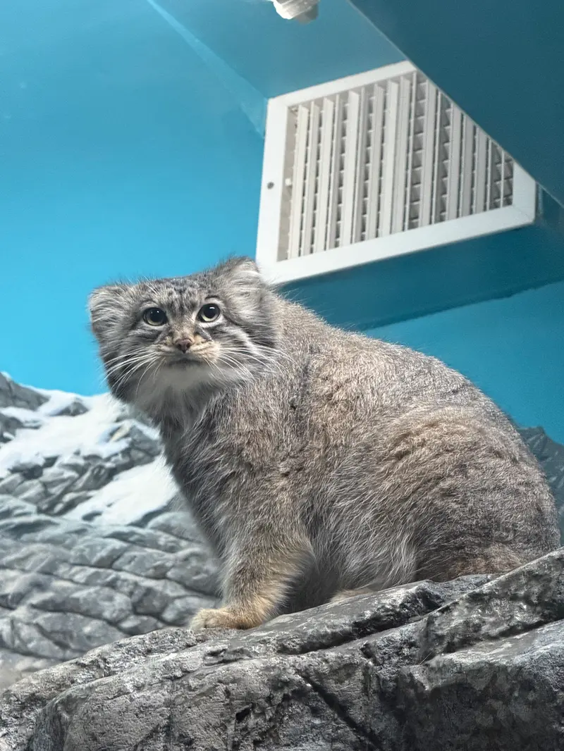 A photograph of Isabel in Cincinnati Zoo
