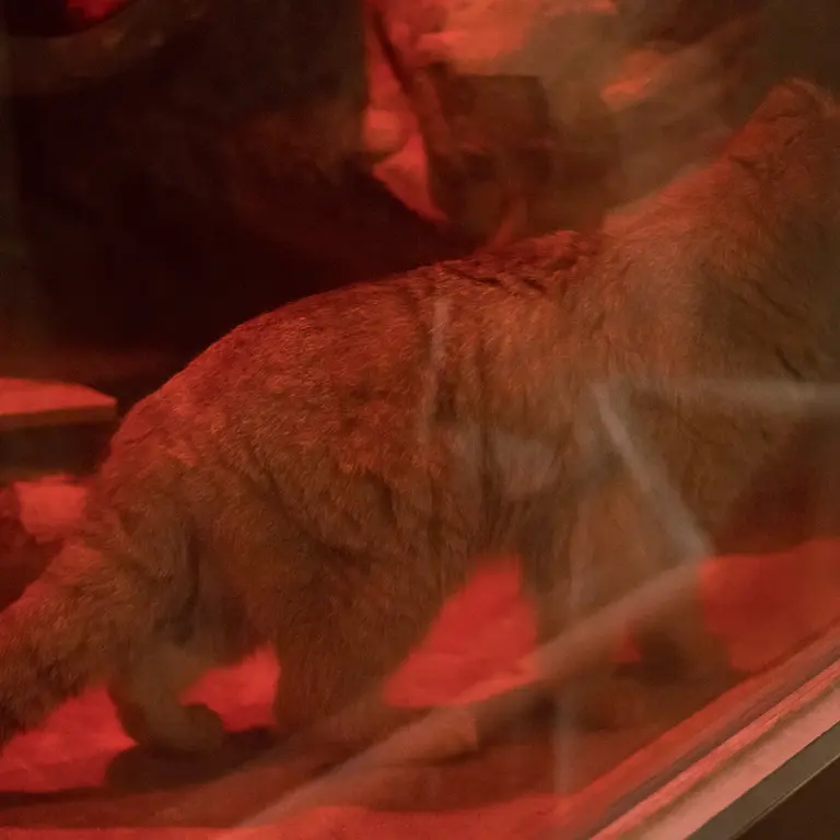 A photograph of Naim in Ueno Zoological Gardens