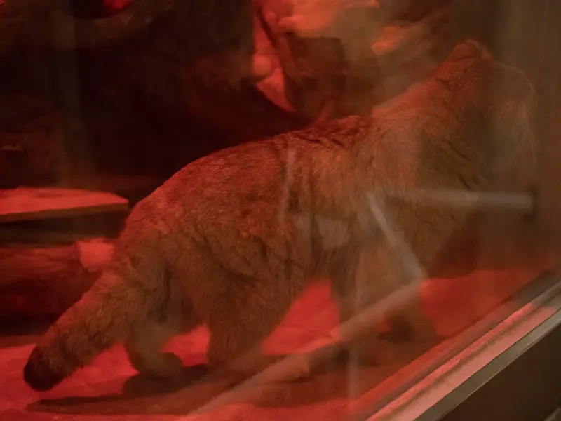 A photograph of Naim in Ueno Zoological Gardens