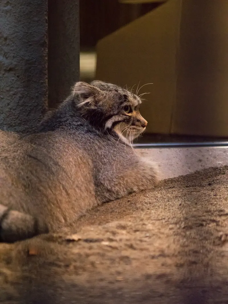 A photograph of Figa in Nogeyama Zoo