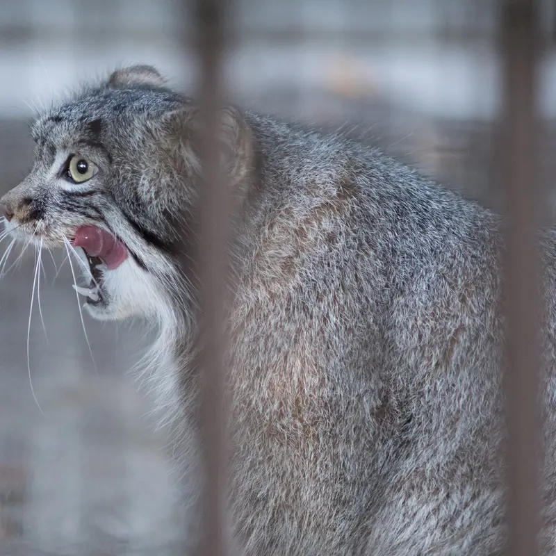 A photograph of Figa in Nogeyama Zoo