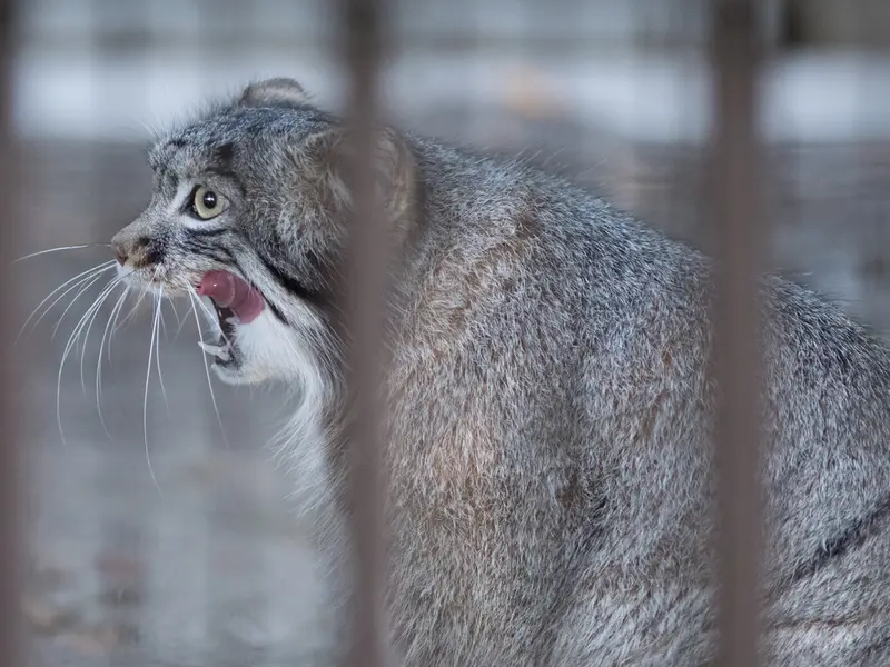 A photograph of Figa in Nogeyama Zoo