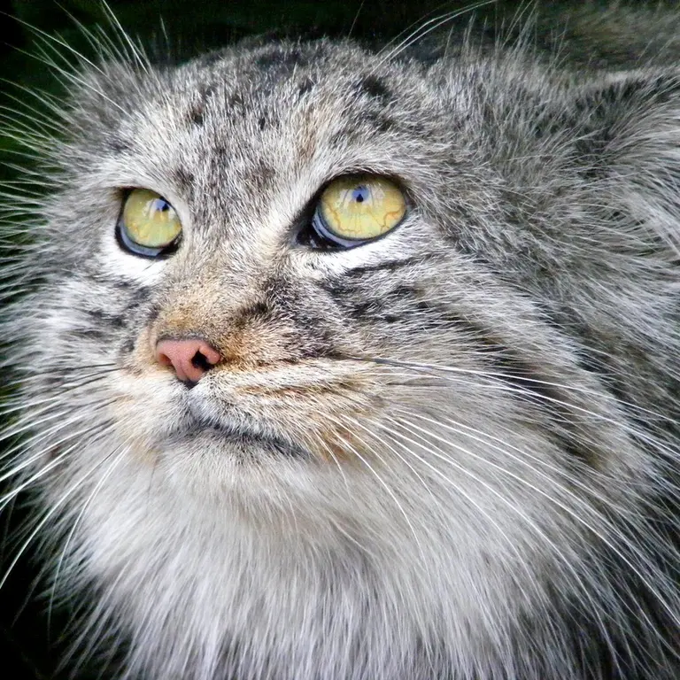 A photograph of Wei Shand in The Big Cat Sanctuary