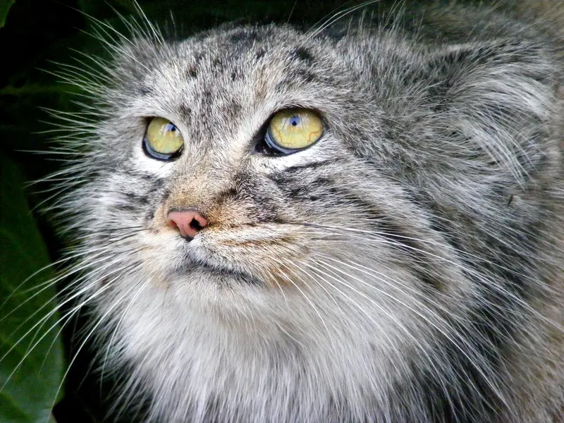 A photograph of Wei Shand in The Big Cat Sanctuary