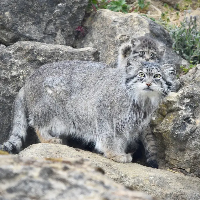 A photograph of Namuu in Port Lympne Wild Animal Park