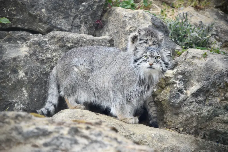 A photograph of Namuu in Port Lympne Wild Animal Park
