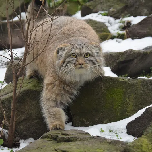 A photograph of a Pallas's cat in Budapest Zoo &amp; Botanical Garden