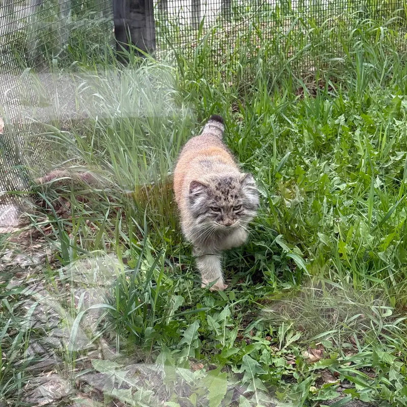 A photograph of Midas in Red River Zoo