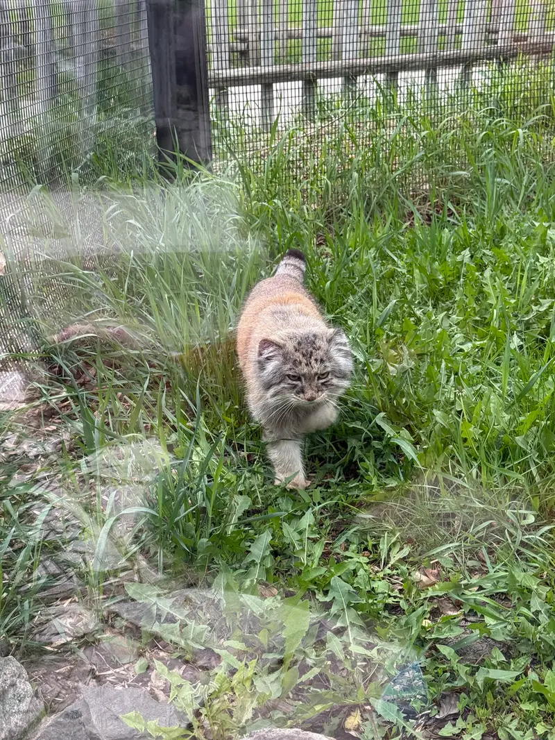 A photograph of Midas in Red River Zoo