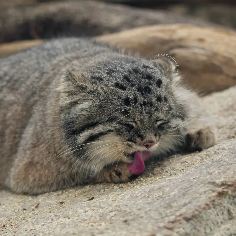 A photograph of Nar in Kobe Animal Kingdom