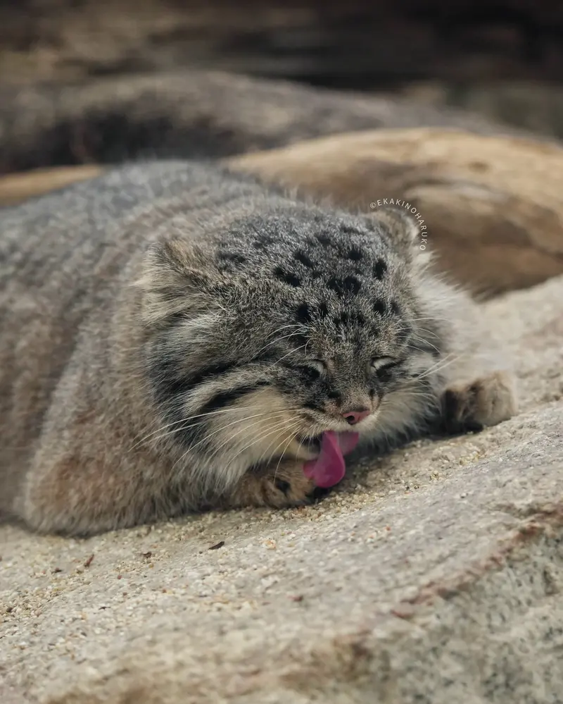 A photograph of Nar in Kobe Animal Kingdom